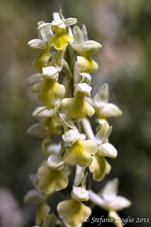 Orchis pallens